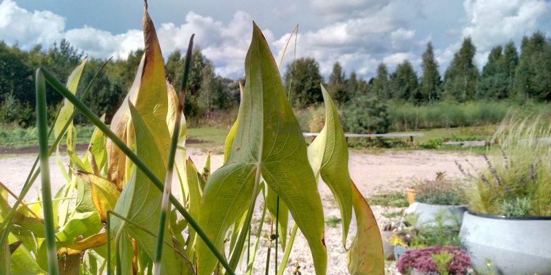 Sagittaria sagittifolia 'Flore Pleno' jõgi-kõõlusleht